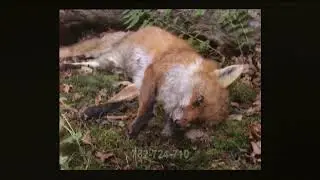 Decomposing Fox