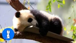 Clumsy Baby Panda Cubs - CUTEST Compilation
