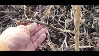 что делать козы сожрали всю кору на деревьях!?
