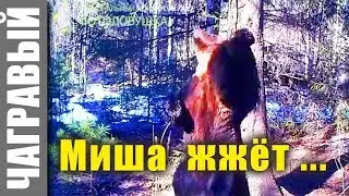Медведь рвет танцпол | Russian wild bear dances