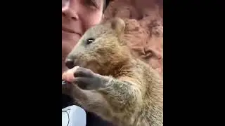 Бобёр ест морковку