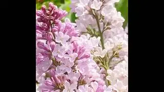 МАЙСКАЯ СКАЗКА ~ РЕЛАКС🌺🌺🌺