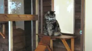 Show Spot - Brankley Cattery