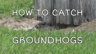 HOW TO CATCH GROUNDHOGS - Nuisance Trapping with Conibears