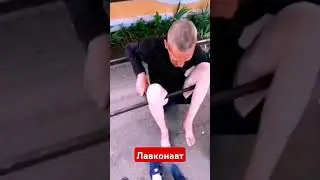 Лавконавт Гулькевичский
