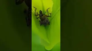 upclose of tiny weevil