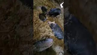 More of the Great Lakes Rabbit Sanctuary