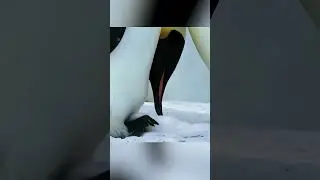 😢🐧 She disappeared after their baby passed away… His decision shocked everyone