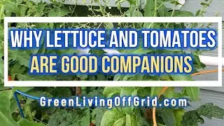 Why Lettuce and Tomatoes are Good Companions