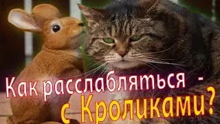 Как расслабляться с кроликами?