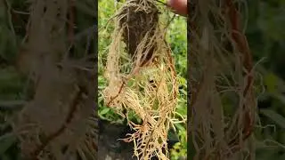 7892742324 - ದಾಳಿಂಬೆ ಸಸಿ ಬೇಕಂದ್ರೆ ಕಾಂಟಾಕ್ಟ್ ಮಾಡಿ
