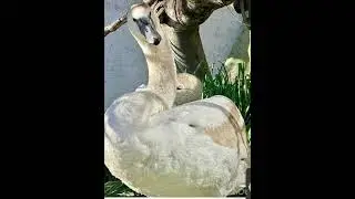 🦢🫶#video #animals #2024 #photography #instagram #best #beautiful #nature #foryou #family #new