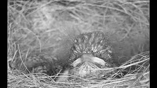 Robin baby trying to get some sleep