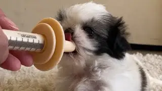 Cleft lip puppy is having her Morning Mealtime ❤️ let’s eat with her. Enjoy! 😉 #shihtzu #dog #puppy