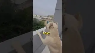 Tony & Ezikiel
