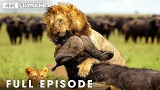 A Lion's Journey Through The Wild | Nature's Great Migrations 