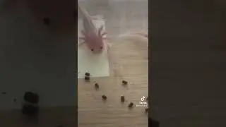 Quel est la nourriture idéal pour tes axolotls ?! 