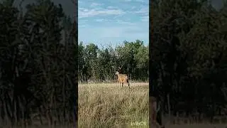 Deer 🦌#nature #colorado #animals