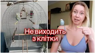 Чому папужка не виходить з клітки? Як привчити папужку виходити з клітки?