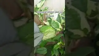 моя коллекция лиан.#эпипремнум #сциндапсус #филодендрон #plants #комнатныерастения