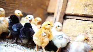 Como Criar Pintinhos Saudáveis, Sem Gastar Dinheiro