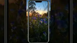 🌼 Летний вечер🌼📸