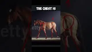 The Secret to Animating Quadruped Walk Cycles