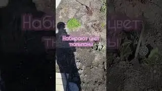 сад в начале дачного сезона 2024. #сад #огород #дача #цветы #кусты #гортензия #спирея #ирис #сезон