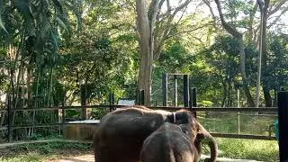 elephant safari