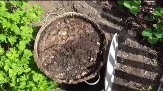 Как я использую куриный помет как удобрение
