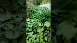 Наполовину заброшенный остров часть 1