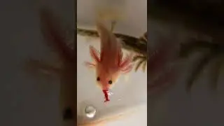 Кормление малышей Аксолотлей.