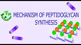 MECHANISM OF PEPTIDOGLYCAN SYNTHESIS