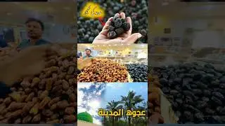 Dates Of Madinah | Ajwa Date's Market Madinah| عجوہ کھجور #shorts