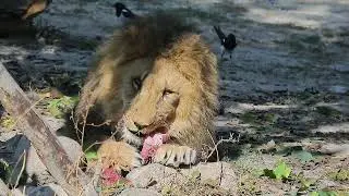 Lion Eats Meat in Zoo