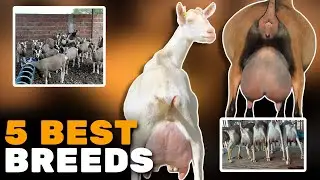The 5 breeds of dairy goats most known in the world