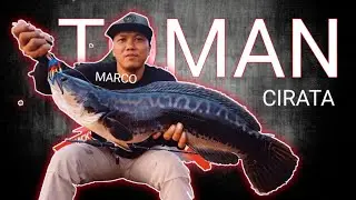 Mancing Toman Cirata 2023 Kondisi Banyak Eceng Gondok