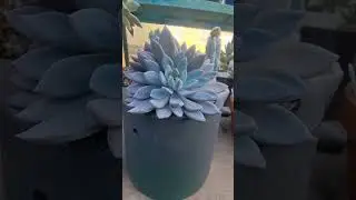 graptoveria Lulú🩵💜 