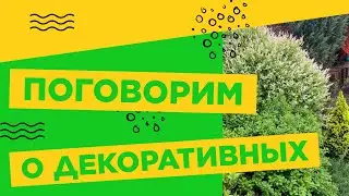 ПОГОВОРИМ О ДЕКОРАТИВНЫХ