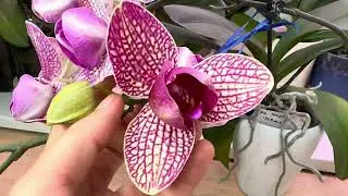 Очередной полив 🌸 Ничего нового, все цветут и радуют 🥰 Смотрите в описании какие сорта показываю 👇