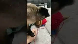 Снимали отзыв на держатель для пряжи. Проша эксперт в этом деле))) #monkey #проша #капуцин