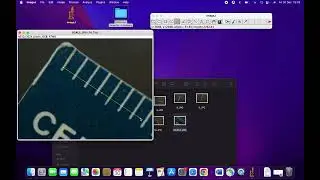 A Simple Method for Quantifying Blastema Growth in Regenerating Planarians: scale an image in ImageJ