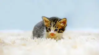 Newborn Kittens Meowing 😻 Baby Cats Meowing 💕
