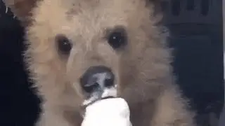 Top 7 bear