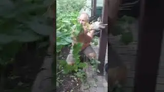 про малину #татарскаяусадьба #садиогород #алтан