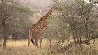 giraffe