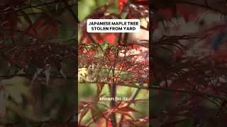 Stolen Maple Tree Caught on Dash Cam 🍁🌳