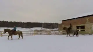 Заездка лошадей. Первая езда в смене.
