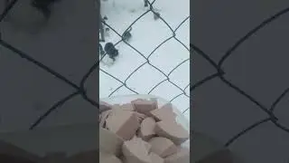Не бросайте их...