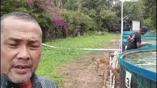 Budidaya Ikan Nila Bio Flok Yusup Hamidi tim Bangbis